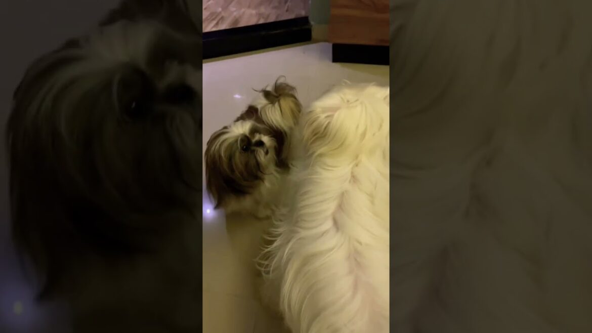 Lhasa apso Puppy #lhasaapso #shorts Lhasa apso Puppy #lhasaapso #shorts