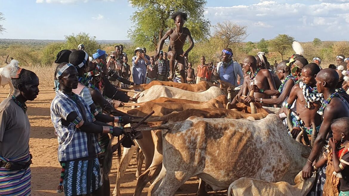 Ethiopia Omo Valley Tribes: HAMER people. Bull Jumping Ceremony, part 3, naked bull jumping