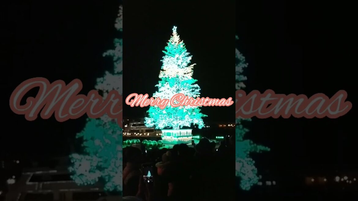 【Illumination】Christmas Tree in Hakodate #shorts