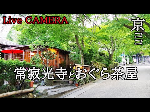 LIVE CAMERA Kyoto【京都おすすめ】常寂光寺山門 と おぐら茶屋【ライブカメラ】 LIVE CAMERA Kyoto【京都おすすめ】常寂光寺山門 と おぐら茶屋【ライブカメラ】