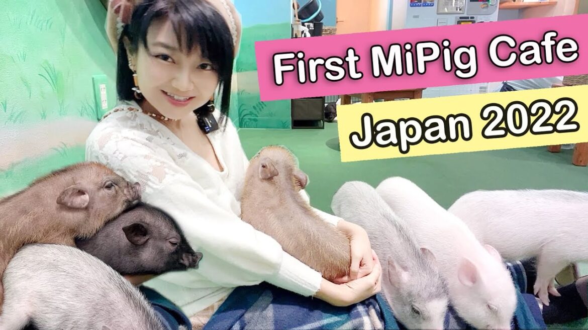 MIPIG CAFE JAPAN 2022 π·π Exploring Tenjin Fukuoka MIPIG CAFE JAPAN 2022 π·π Exploring Tenjin Fukuoka