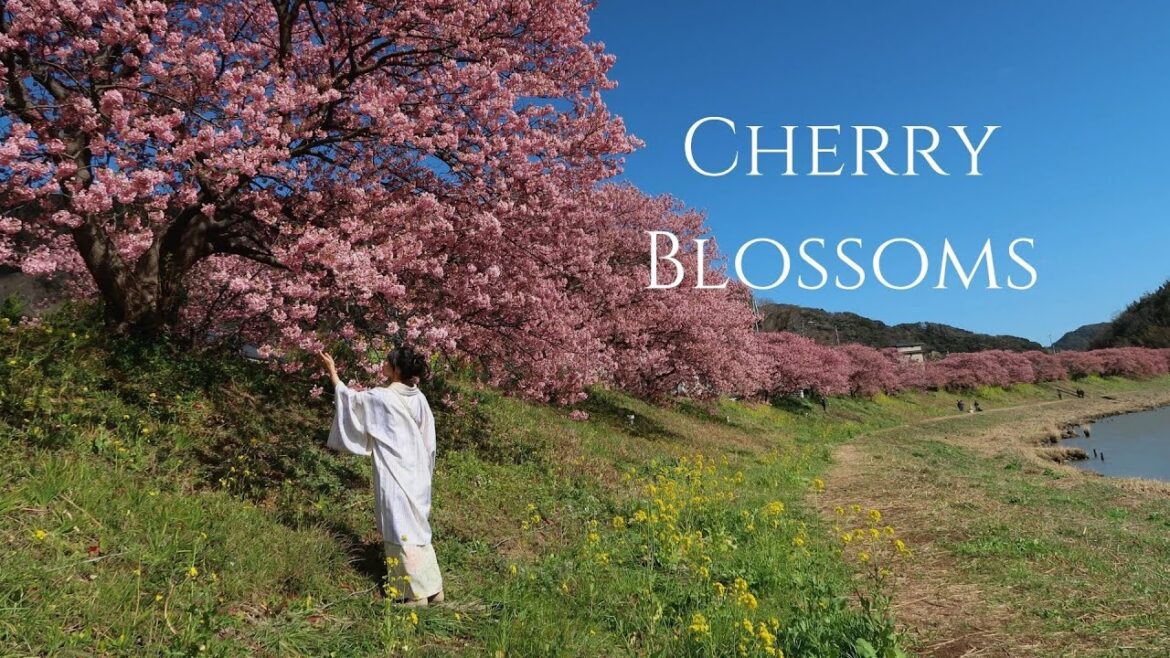 Why do Japanese love Cherry Blossoms? part 1// Japan Travel