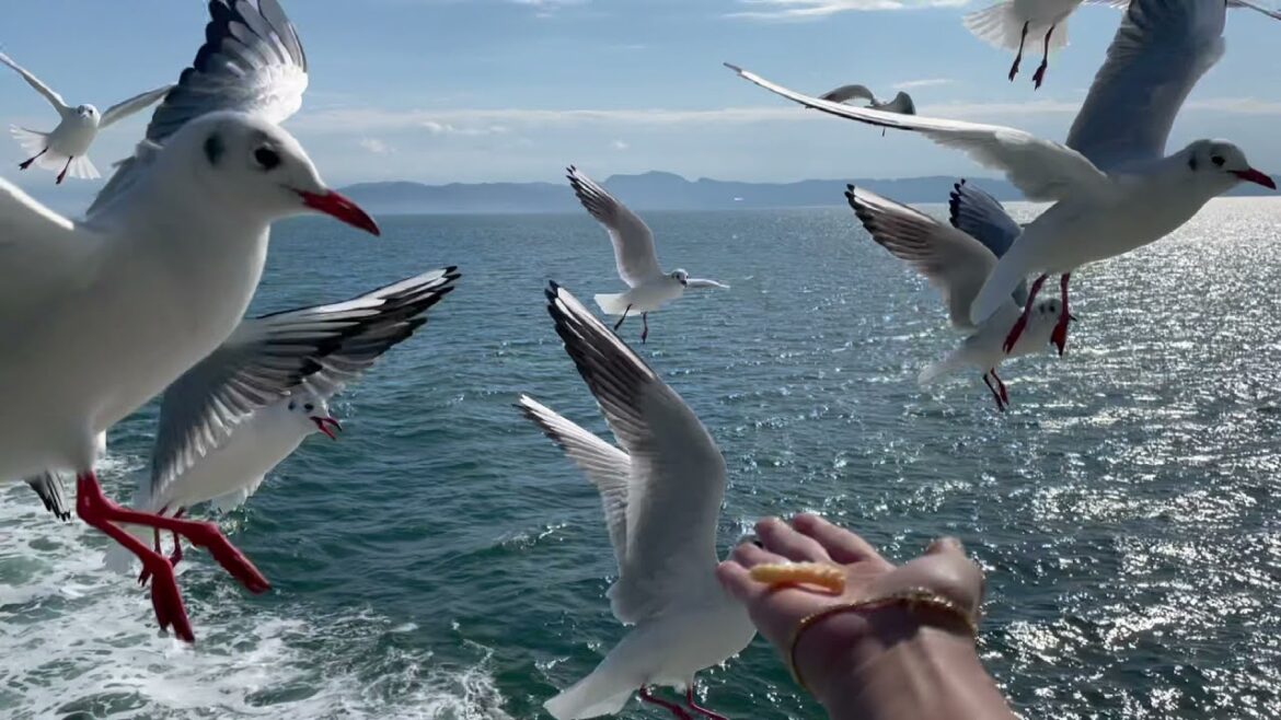 Feeding #SEAGULLS on Ferry | Kumamoto-Shimabara Port @Bhie Lau Feeding #SEAGULLS on Ferry | Kumamoto-Shimabara Port @Bhie Lau