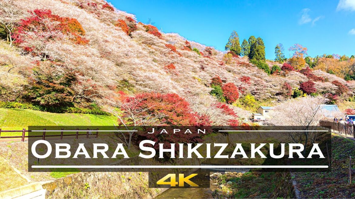 Obara Fureai Park in Toyota, Japan 🇯🇵 (4K UHD) | Obara Shikizakura Cherry Blossom | Wonderful Places