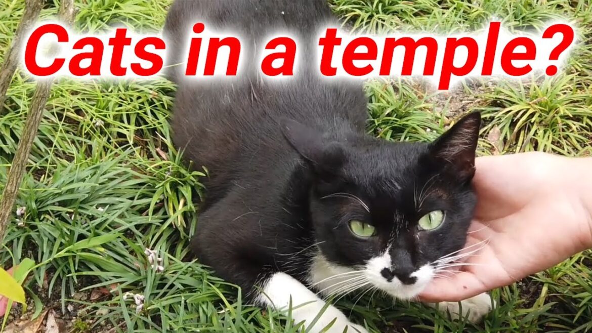 [Kyoto Cats] Introducing Cats in Kyoto temples and shrines!