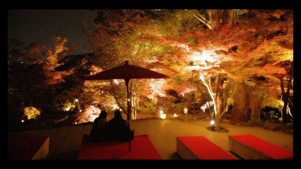 Autumn illumination in Dazaifu - Exploring Fukuoka (福岡県, 太宰府, 竈門神社 紅葉ライトアップ)