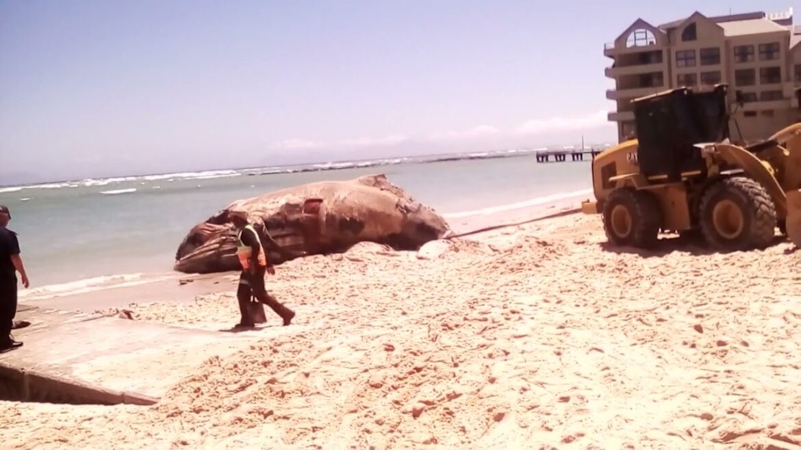 Whale on Strand Beach