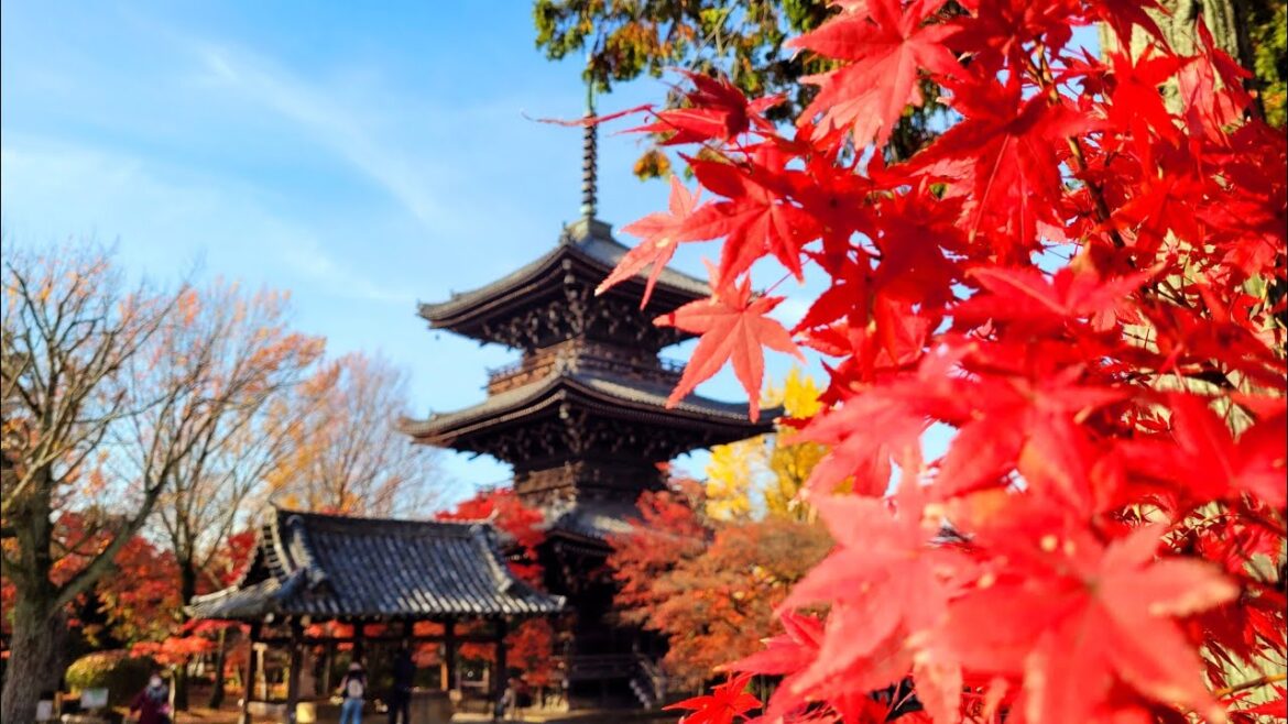 Autumn views at Shinnyodo Temple in Kyoto Kapan Autumn views at Shinnyodo Temple in Kyoto Kapan