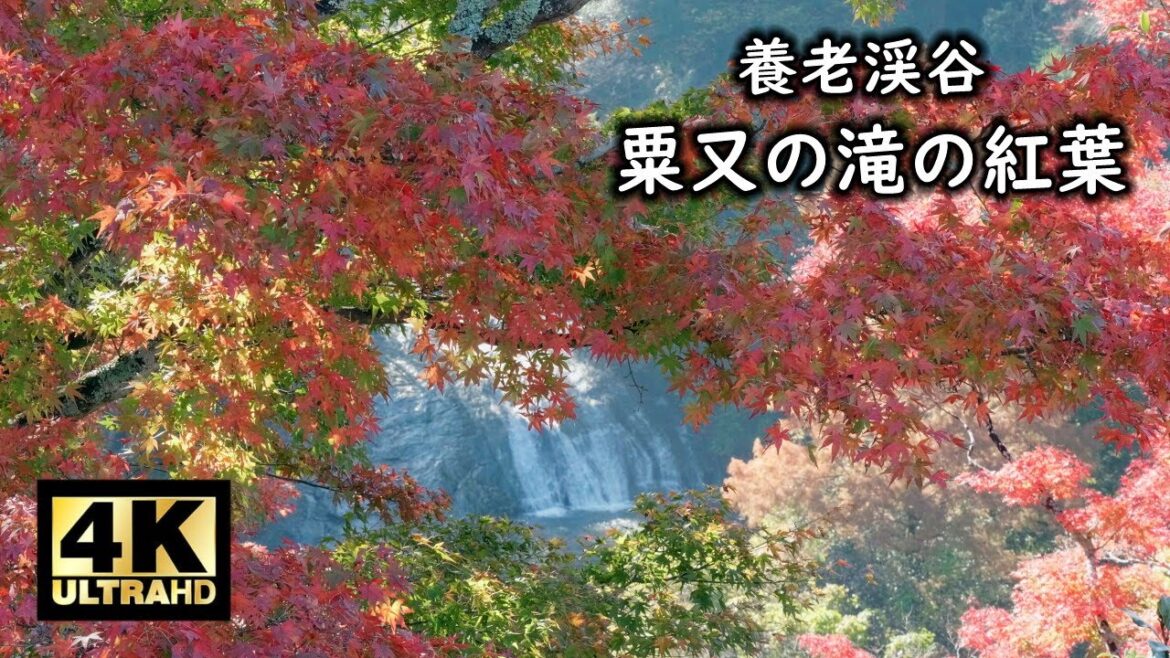 養老渓谷 粟又の滝の紅葉 2022