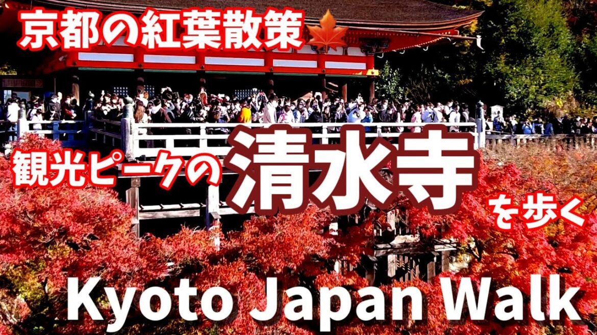 11/27(日)京都の紅葉散策🍁紅葉見頃で大賑わいの清水寺を歩く/Kyoto Japan walk!
