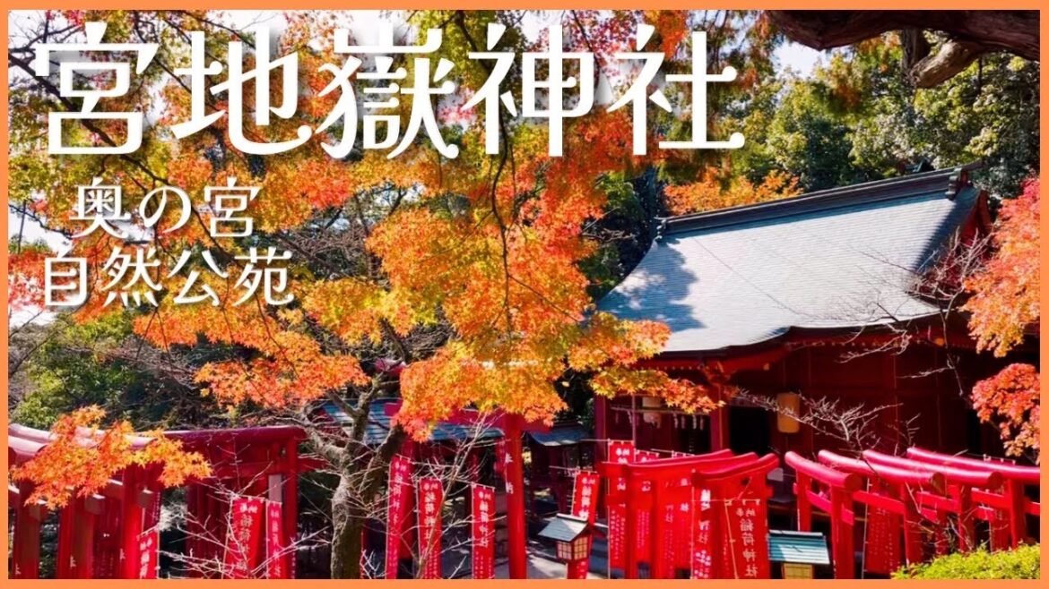 福岡の紅葉🍁宮地嶽神社 奥の宮と自然公苑［vlog］Autumn leaves at Miyajidake Shrine