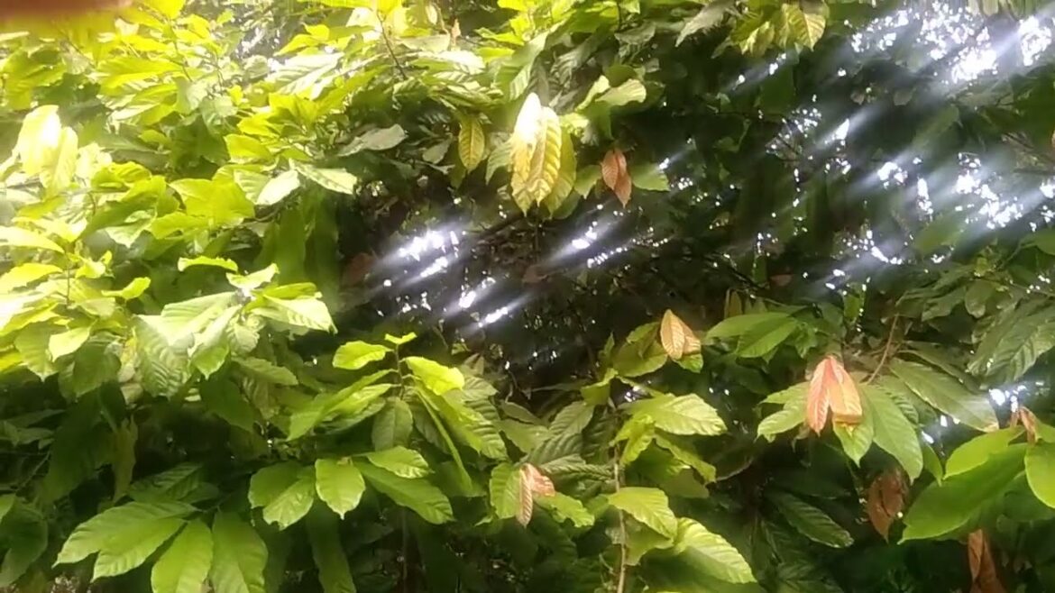 ( WALKING WOW ) walking at the back yard with a lot of chicken