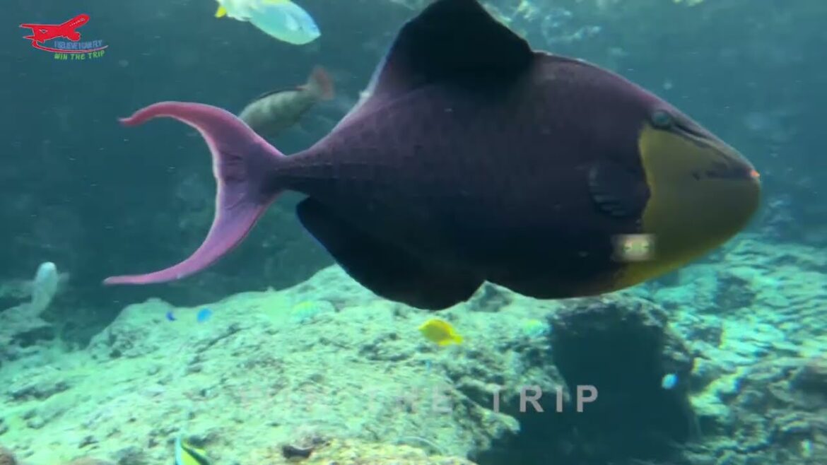 WoW .. Akuarium besar di Jepang ✨ Churaumi Aquarium Okinawa Japan