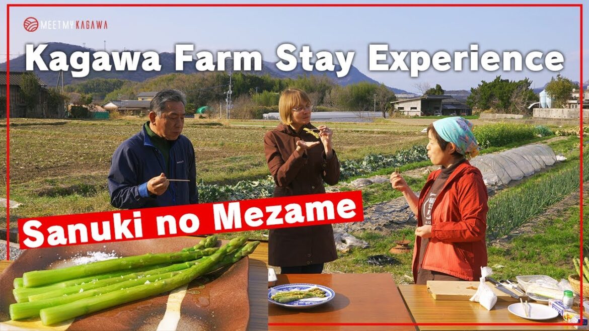Trendy activity among foreigners! Kagawa Farm Stay Experience
