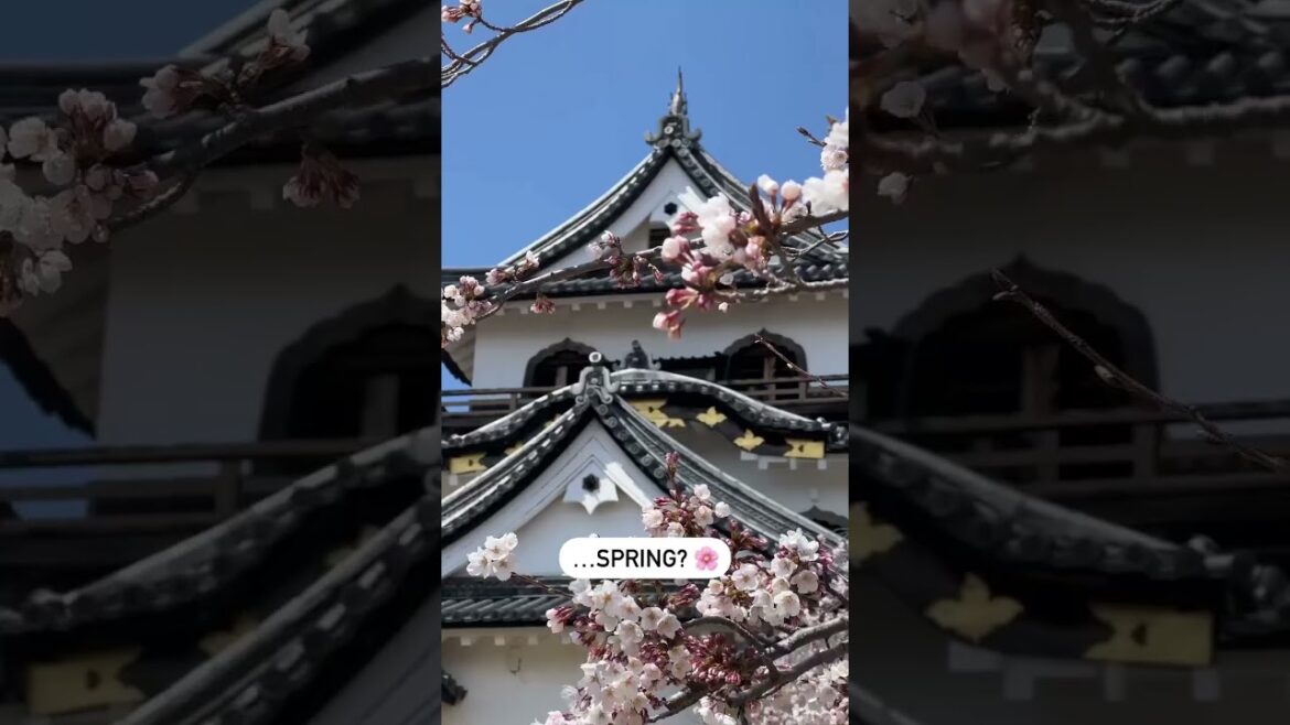 Which do you like more? 🌸🍁 Matsumoto Castle in Nagano vs Hikone Castle in Shiga, #Japan!