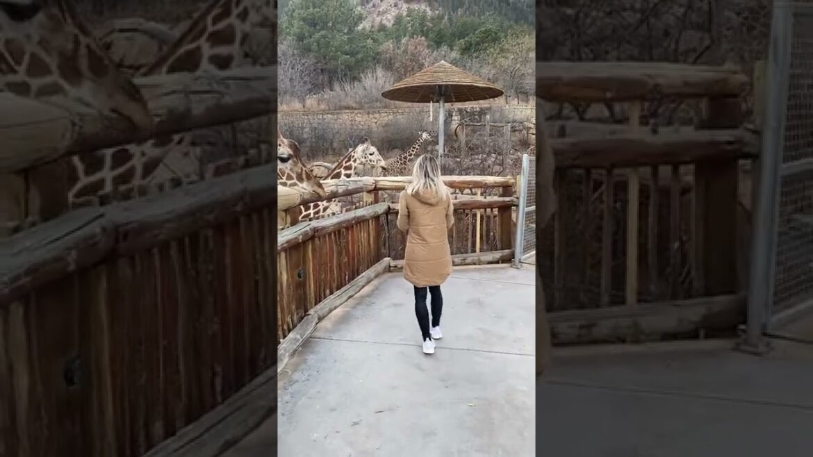 Travel: Giraffe Feeding #shorts #travel #explore