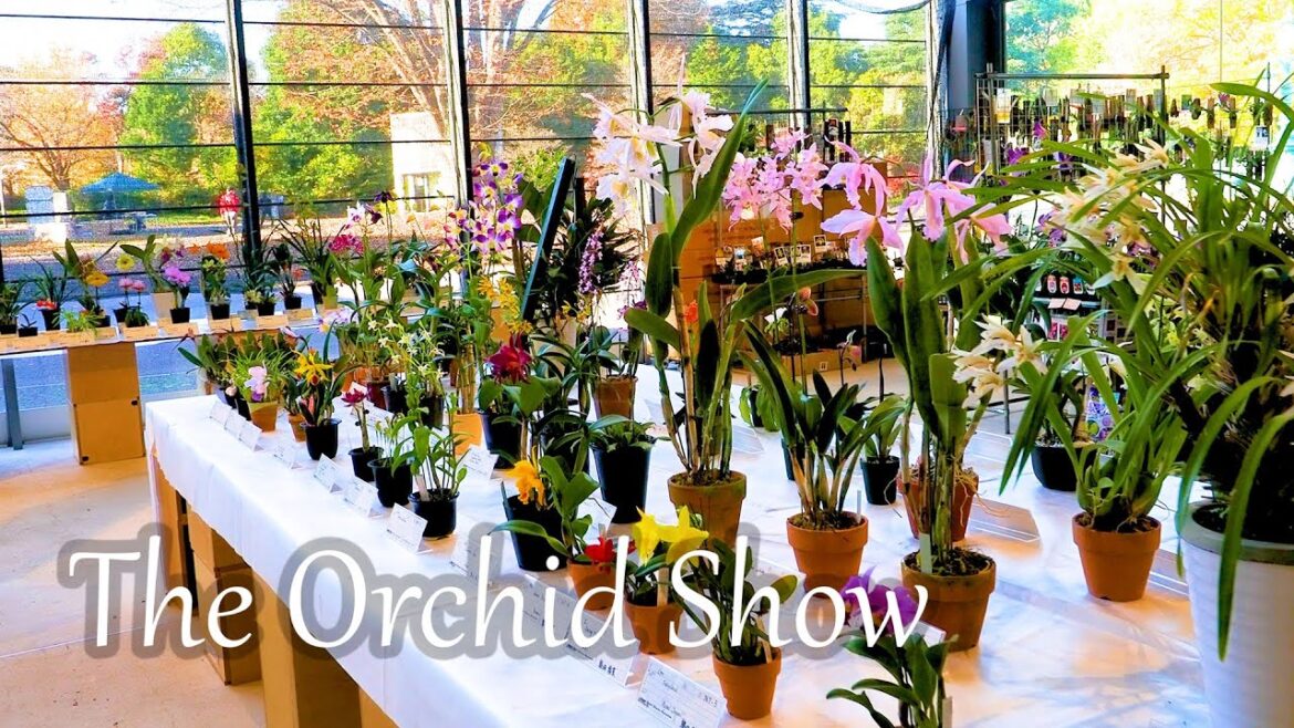 【4K Orchid】The Orchid Show 秋の洋らん展 2022 Autumn at Showa Memorial Park. #orchid #orchids #らん展 #洋らん展 【4K Orchid】The Orchid Show 秋の洋らん展 2022 Autumn at Showa Memorial Park. #orchid #orchids #らん展 #洋らん展