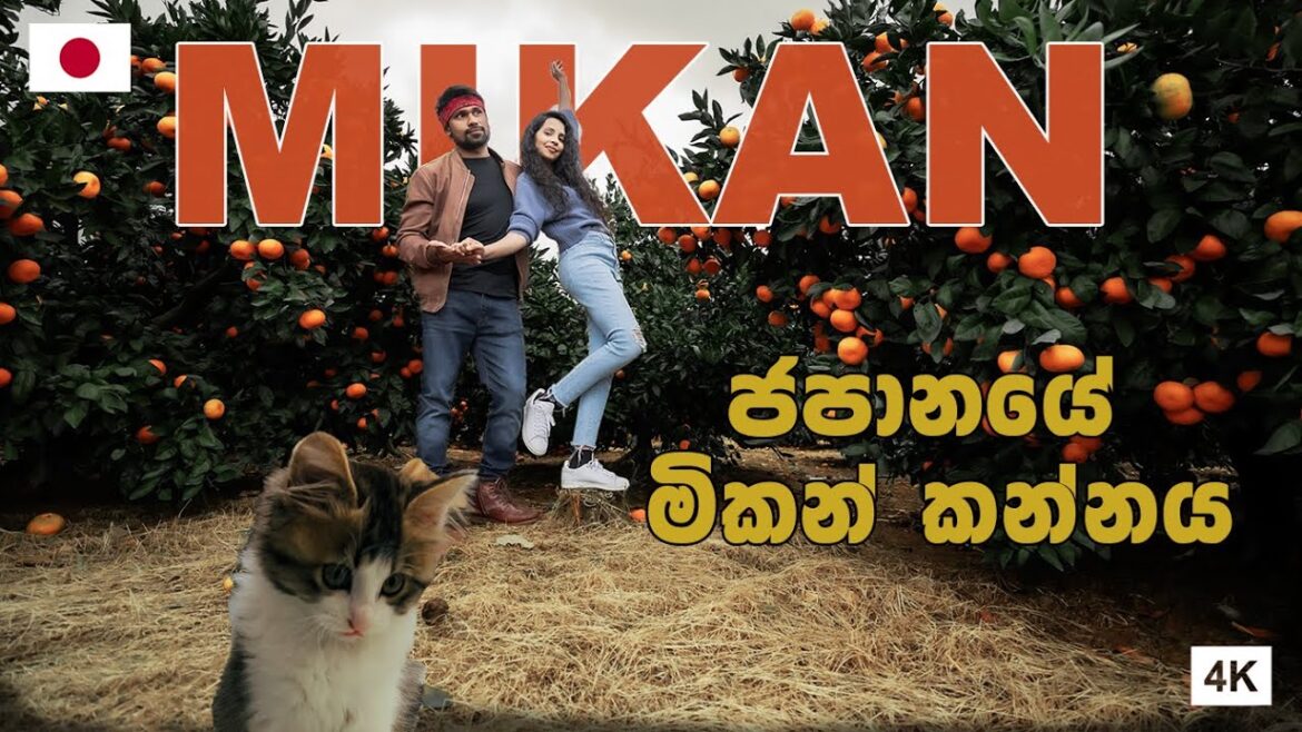 මියූ එක්ක මිකන් | VILLAGE LIFE IN JAPAN | Hithumathe JAPAN | 4K