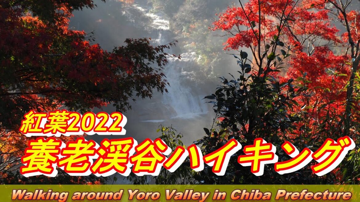 【紅葉2022】紅葉に包まれて~粟又の滝と養老渓谷ハイキング/Awazu Falls and Yoro Valley Hiking【ハイキング】 【紅葉2022】紅葉に包まれて~粟又の滝と養老渓谷ハイキング/Awazu Falls and Yoro Valley Hiking【ハイキング】