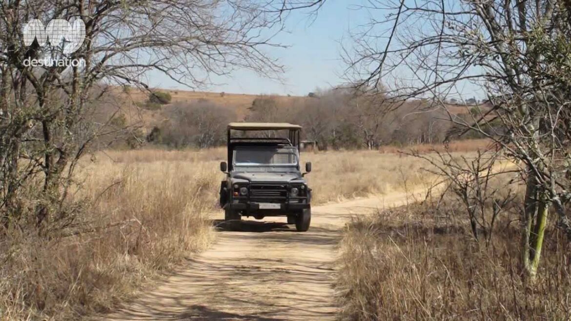 The Cradle Forest Camp and Reserve in Winter – Johannesburg The Cradle Forest Camp and Reserve in Winter - Johannesburg