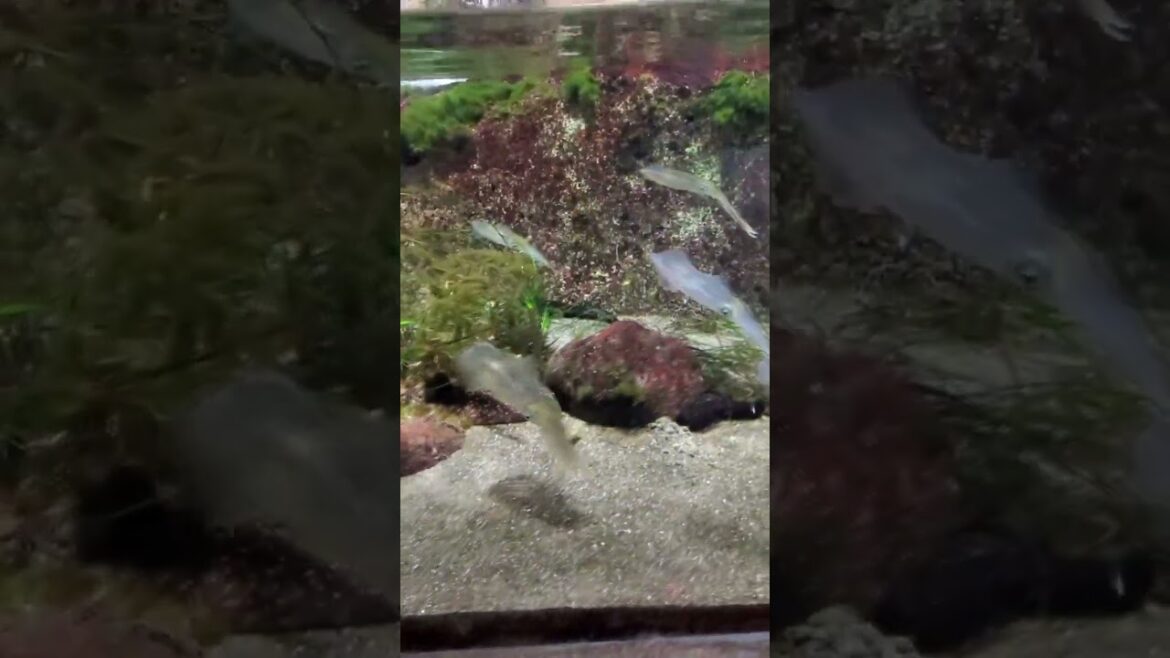 CUTE TRANSPARENT SQUID at Kamogawa SeaWorld #shorts #japantravel #cute