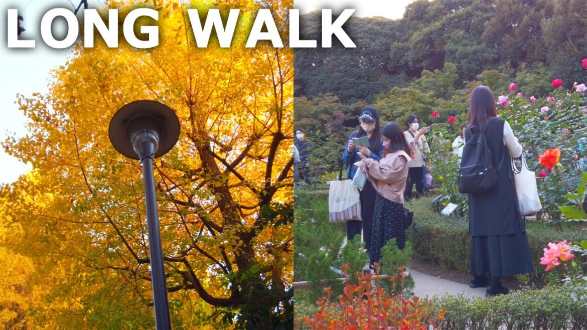 [4k] Tokyo - Tour of Garden, Park and Shrine in Kita City (Nov.2022)