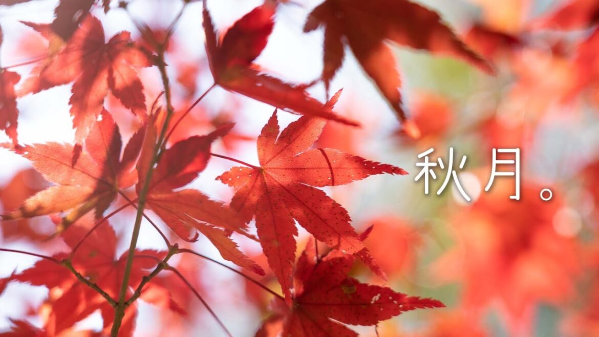 A day to enjoy the autumn leaves. | Akizuki in Fukuoka, Japan. A day to enjoy the autumn leaves. | Akizuki in Fukuoka, Japan.