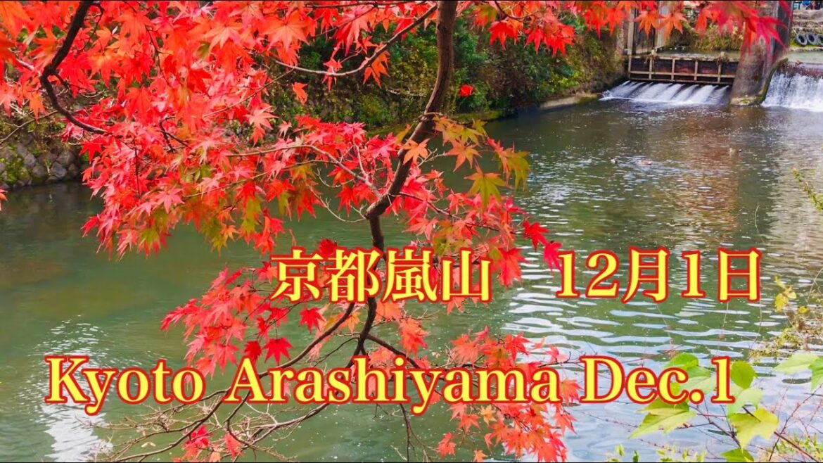 散りもみじ🍁京都嵐山🍂 Falling autumn leaves Arashiyama, Kyoto 2022年12月1日(木)1/2
