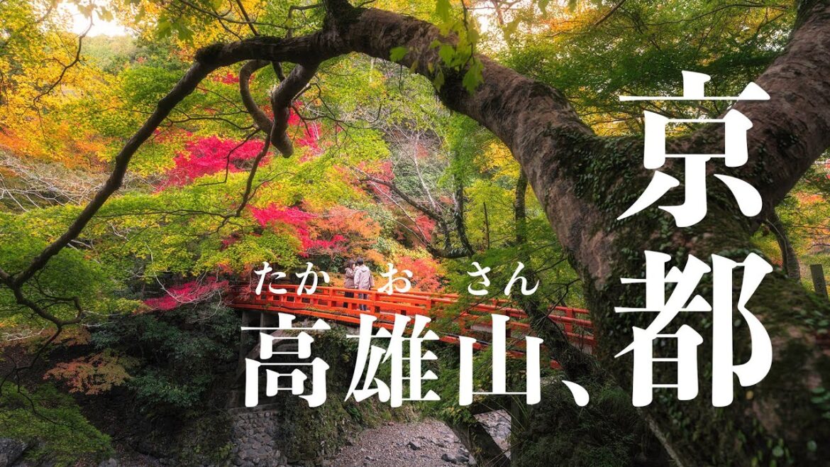 【日本旅遊】【行山】京都 高雄山 秋之紅葉🍁 ｜ 【秋の紅葉狩り】【紅葉名所】