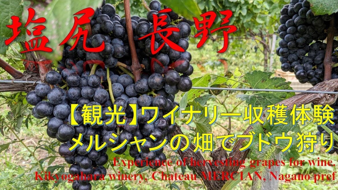 【観光】メルシャン桔梗ヶ原ワイナリー収穫体験 Grape picking for wine, Mercian Kikyogahara winery, Nagano pref 【観光】メルシャン桔梗ヶ原ワイナリー収穫体験 Grape picking for wine, Mercian Kikyogahara winery, Nagano pref