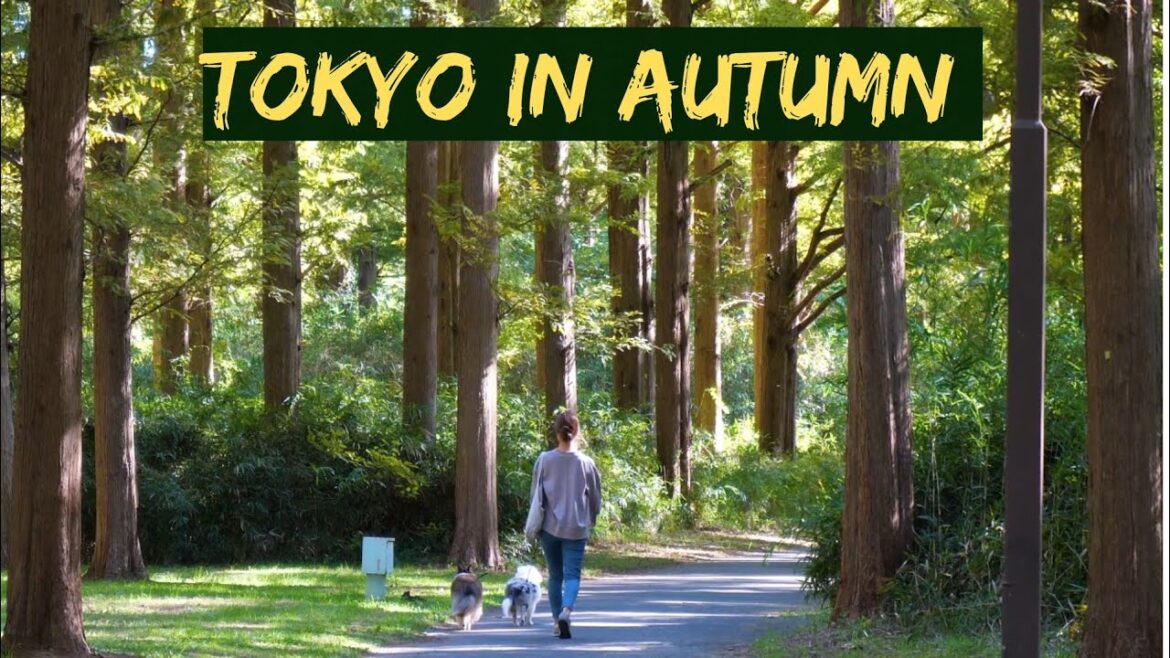 Japan Travel 2022 - Visiting Tokyo's Mizumoto Park in Autumn