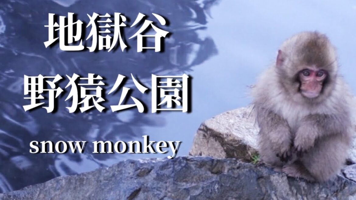 地獄谷野猿公苑snow monkey