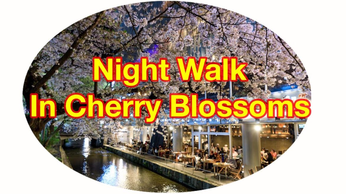 Night cherry blossom in Japan | Travel Guide