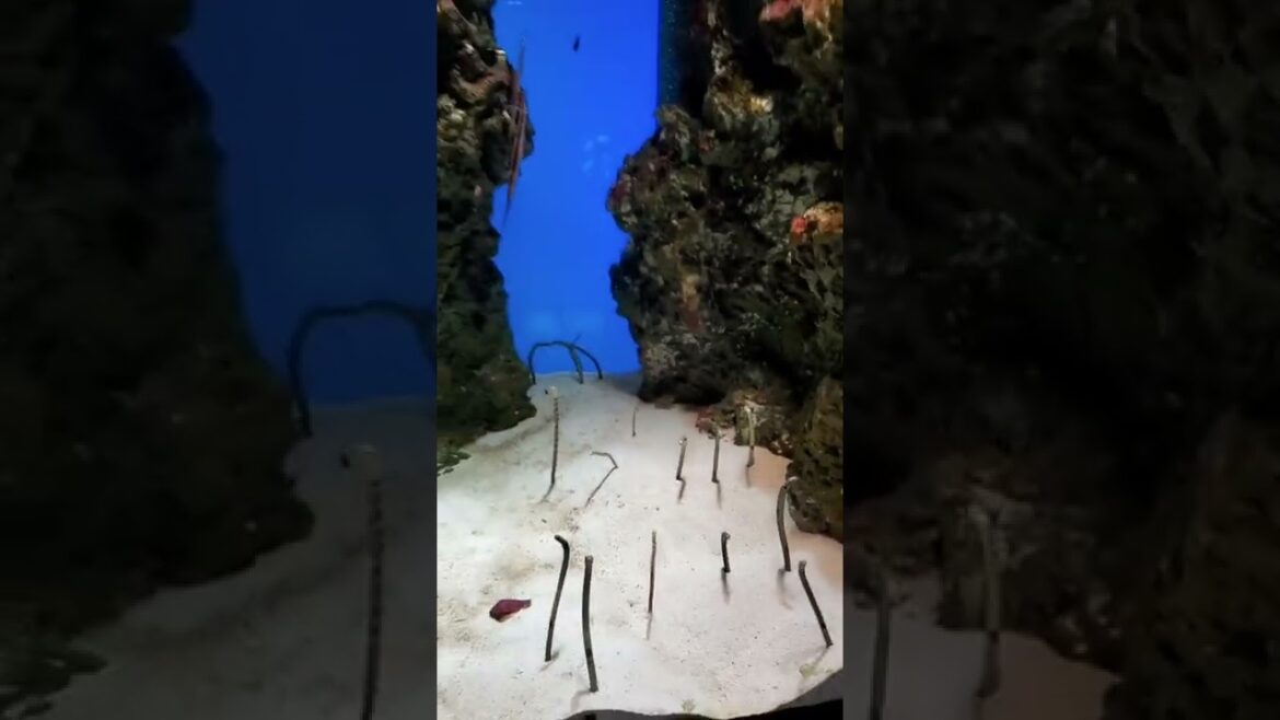 CUTE GARDEN EEL from Japan #shorts #japantravel #cute