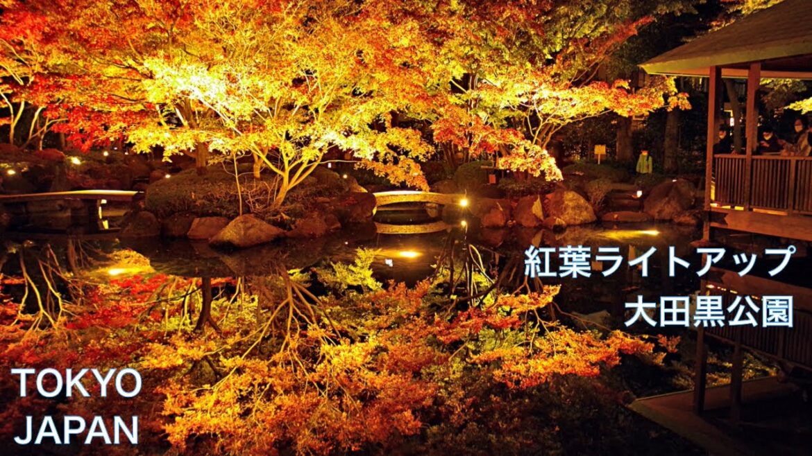 【大田黒公園：紅葉ライトアップ】美しい日本庭園と紅葉　JAPAN TRAVEL GUIDE：Illuminated Autumn leaves & Japanese garden in Tokyo