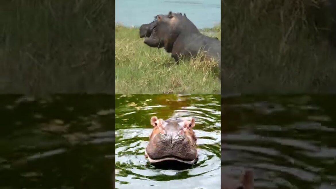 Are Hippopotamus EXTREMELY DANGEROUS? #hippo #hippopotamus #shorts