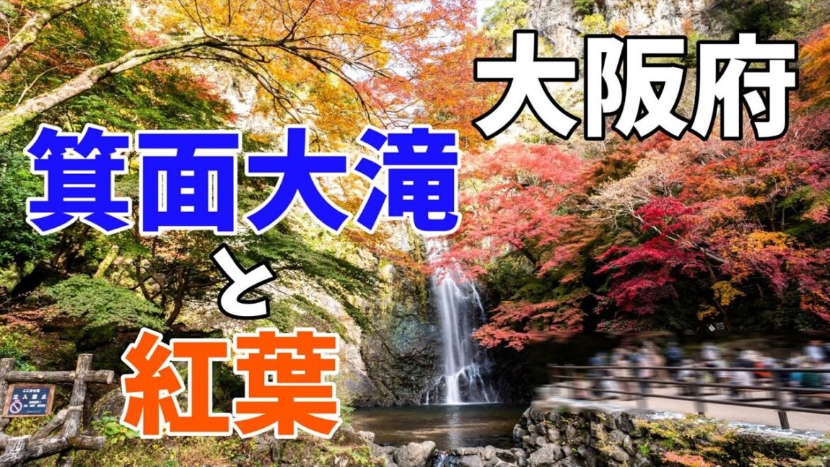 【紅葉】箕面大滝に行ってみた！　2022年11月28日　｜大阪府｜箕面市｜