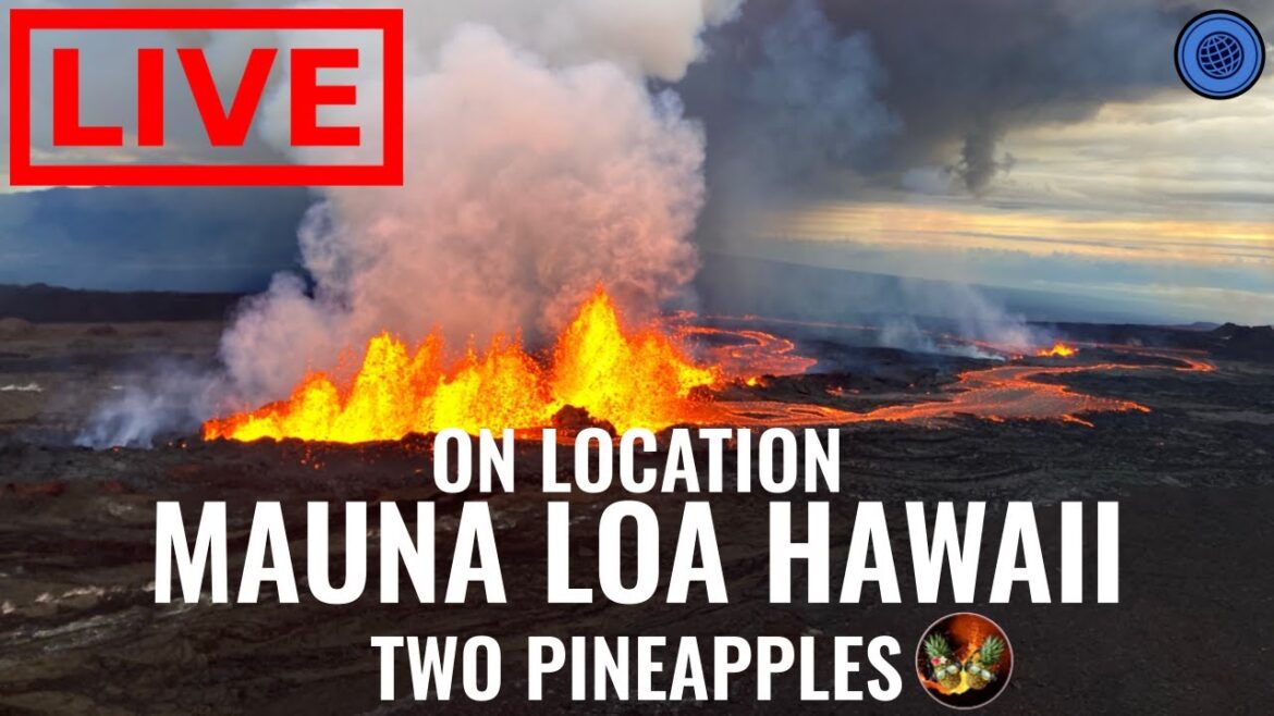 🌎 LIVE Mauna Loa Volcano Eruption with Two Pineapples – Day 8 🌎 LIVE Mauna Loa Volcano Eruption with Two Pineapples - Day 8