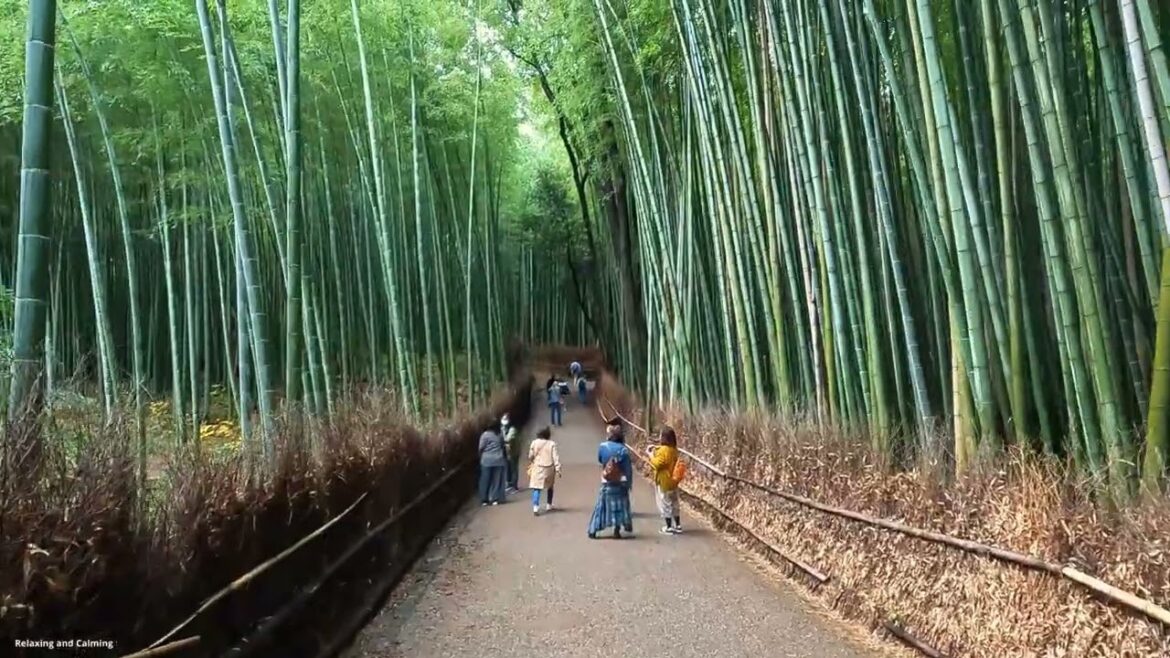 Walking Arashiyama Bamboo Grove in Kyoto Japan Walking Arashiyama Bamboo Grove in Kyoto Japan
