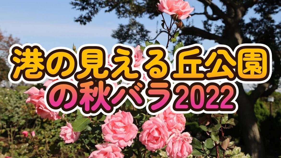 港の見える丘公園の秋バラ2022 2022.11.17 港の見える丘公園の秋バラ2022 2022.11.17