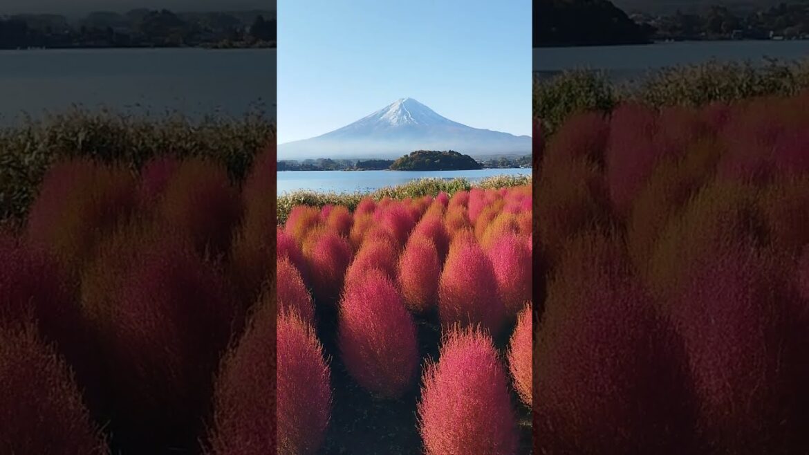 20221103 河口湖「大石公園」掃帚草(コキア)與富士山絶景 20221103 河口湖「大石公園」掃帚草(コキア)與富士山絶景