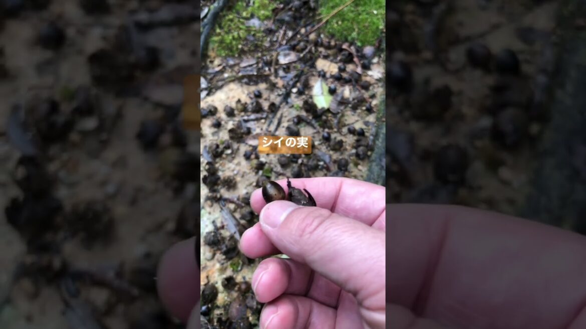 #168【奄美の森歩き】旧トンネルの上を通る山道を越える　The forest of Amami