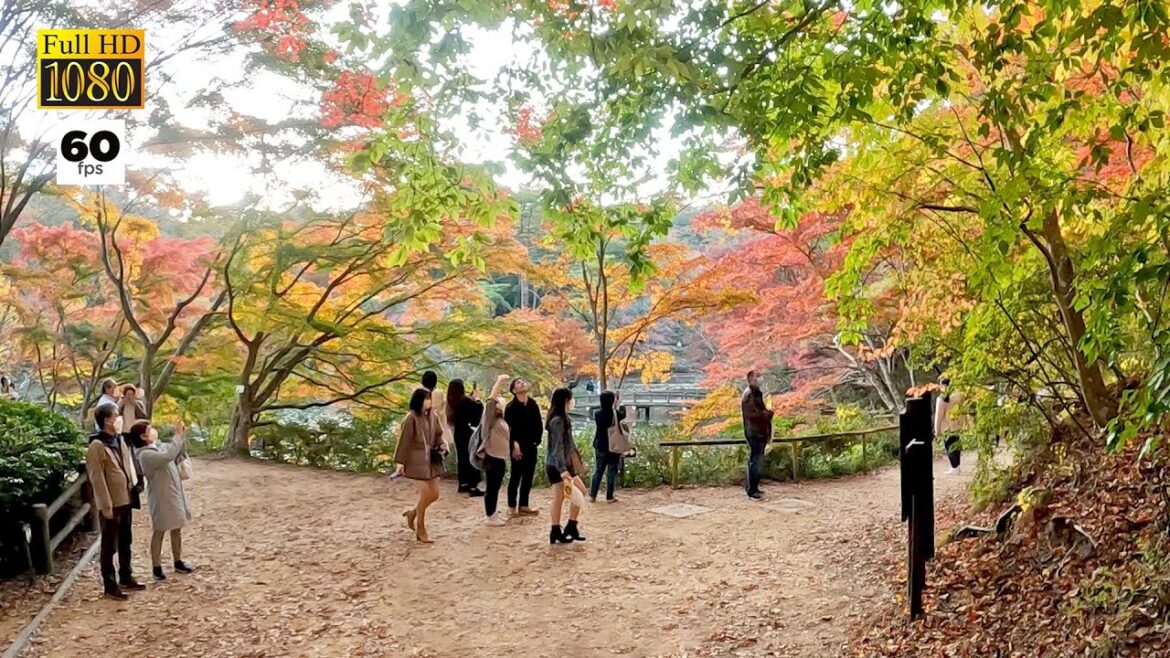 JAPAN TRAVEL | Kobe Municipal Arboretum recommended spots to see beautiful autumn foliage in Kobe JAPAN TRAVEL | Kobe Municipal Arboretum recommended spots to see beautiful autumn foliage in Kobe
