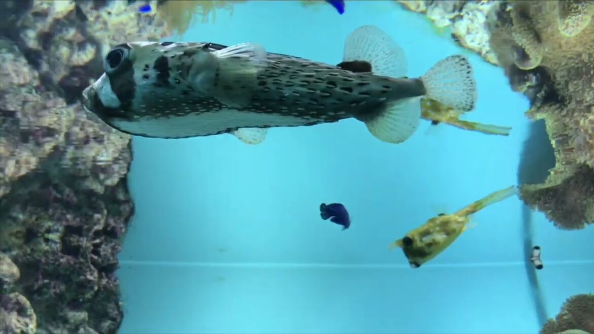 🐬Kagoshima city japan Aquarium🐬