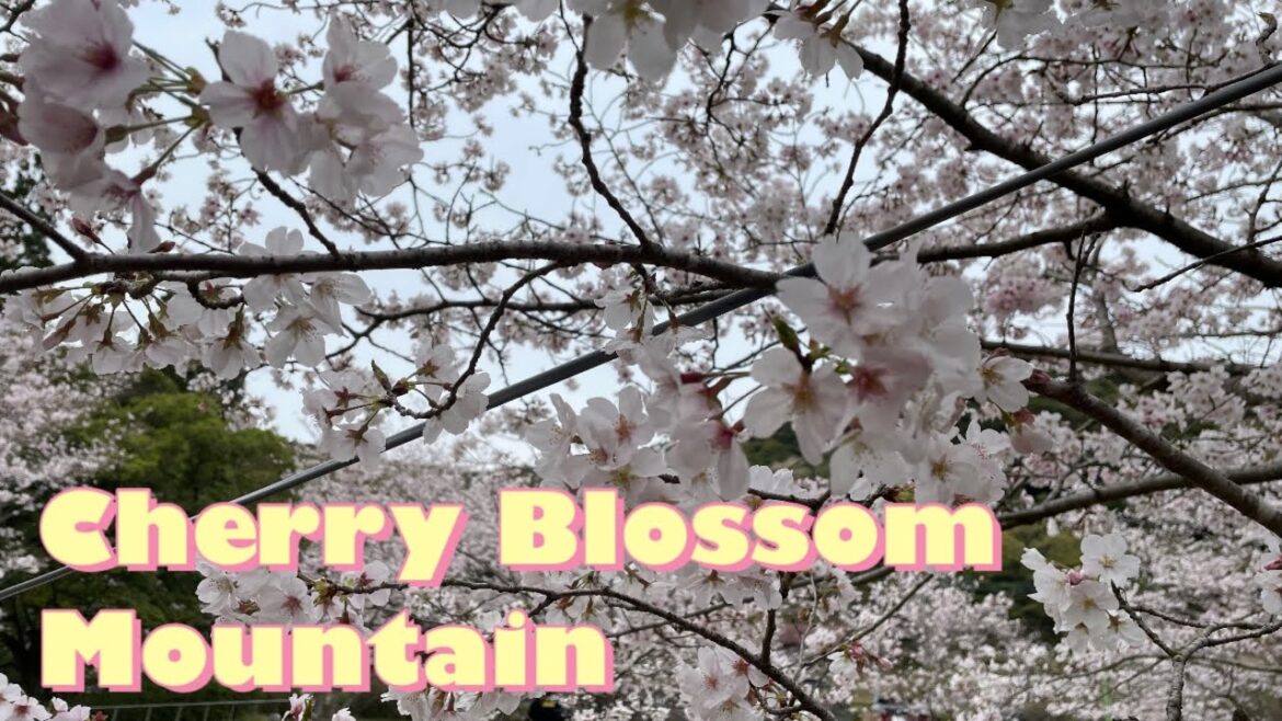 [4K HDR]Japan Cherry Blossoms (Sakura) 2022 - Kagoshima Kannongaike 花見/鹿児島/観音ヶ池