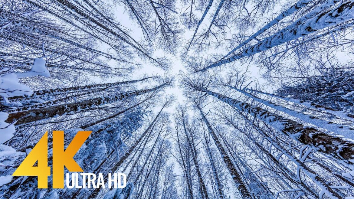 Walking in a Snow Forest №3 – Winter Forest Scenery 4K – Squak Mountain Fireplace Trail, WA – 2 HRS Walking in a Snow Forest №3 - Winter Forest Scenery 4K - Squak Mountain Fireplace Trail, WA - 2 HRS