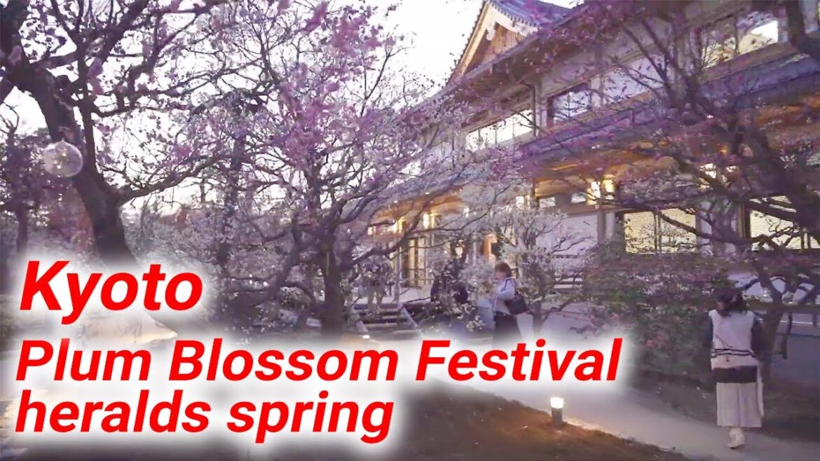 Kyoto Plum Blossom Festival: An annual festival held at Kyoto's Kitano Tenmangu Shrine!