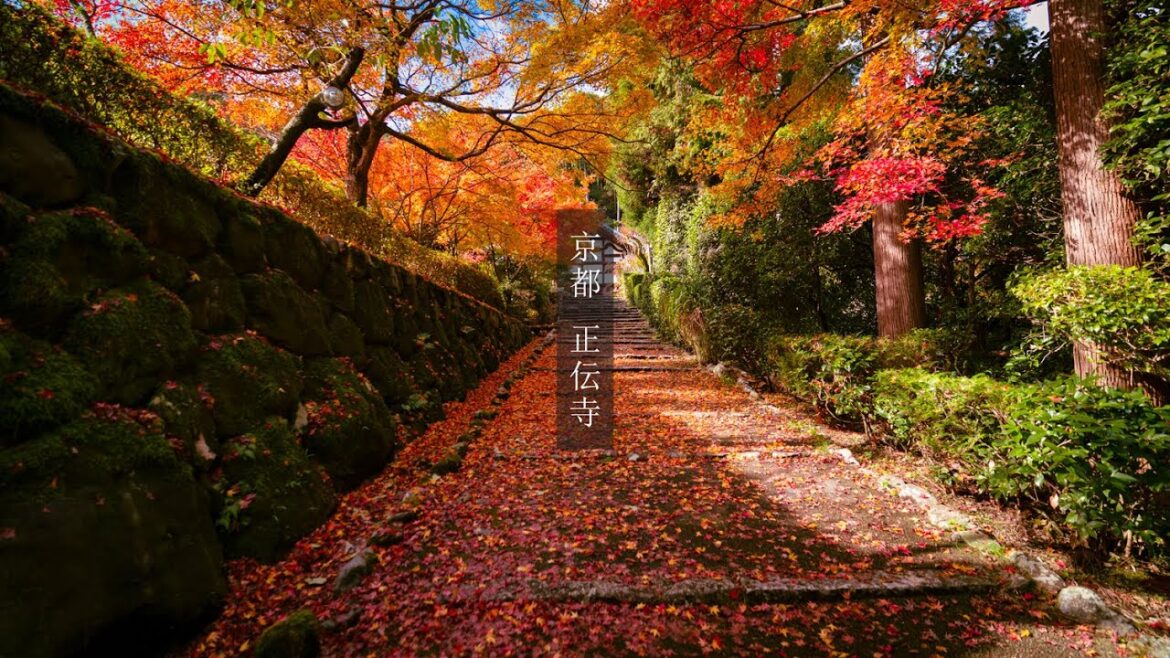 【Trip to Kyoto】正伝寺の紅葉｜2022.11.19｜４K｜京都紅葉｜Shoudenji Temple   (in Kyoto)｜Kyoto Autumn leaves