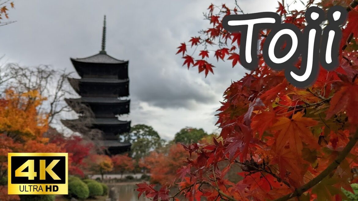 京都　紅葉の東寺を歩く / Kyoto Japan Toji temple in Autumn leaves【4K】