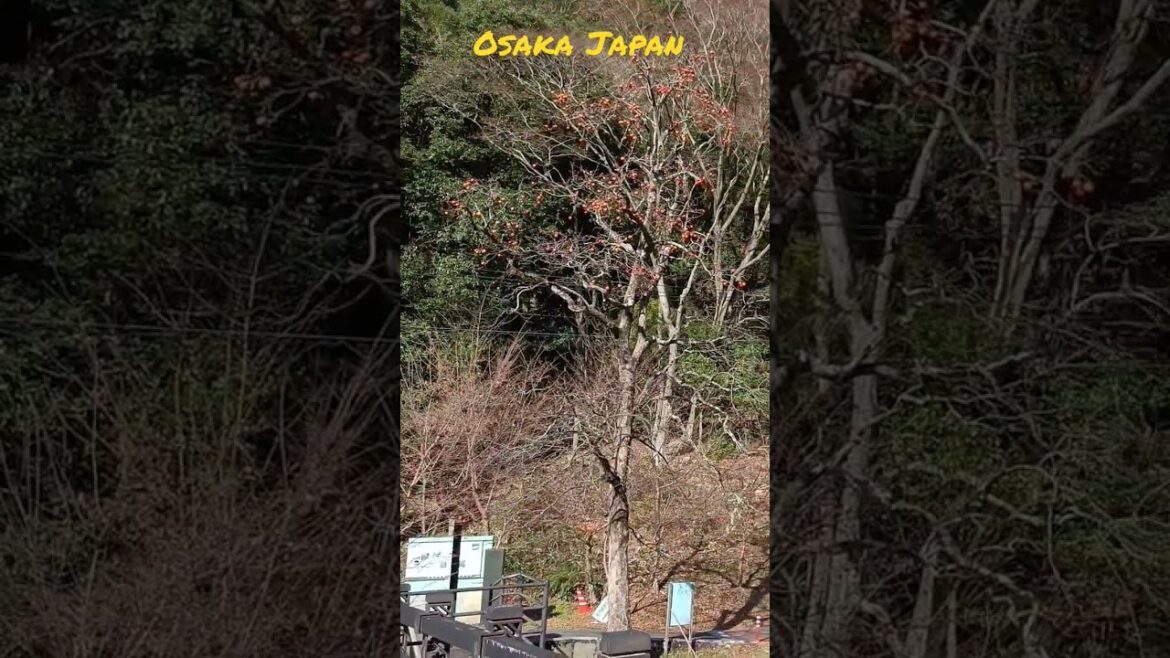 beautiful valley near Osaka Japan